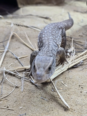 Steppenwaran (Varanus exanthematicus) FZ-26 Bild 3