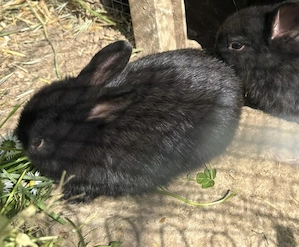 Zwergkaninchen 12 Wochen alt