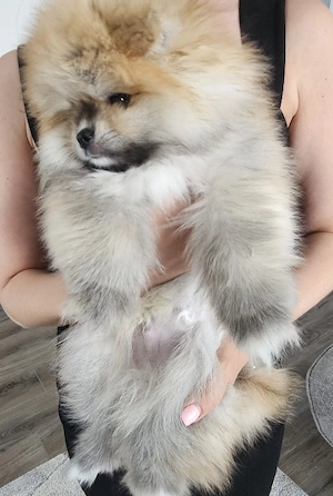 Süßer Pomeranian Rüde sucht ein liebevolles Zuhause!