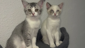 Katzen Mädchen Baby 