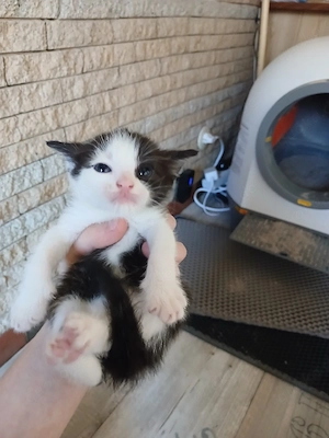katzenbaby 