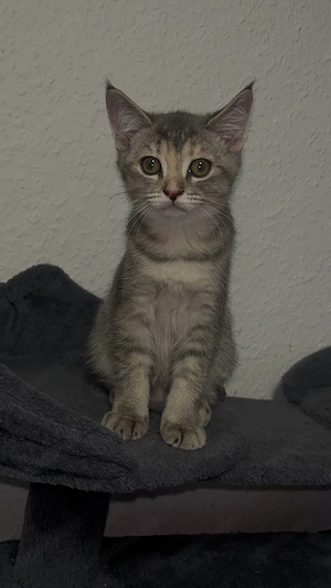 Katzen Mädchen abgabebereit 