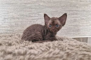 Hübsche Devon Rex Kitten können im Alter von 12 Wochen umziehen 