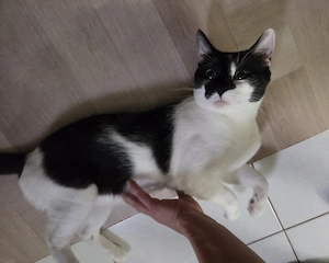 Kuschelkater Kastriert