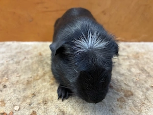 Meerschweinchen, American Crested Bock