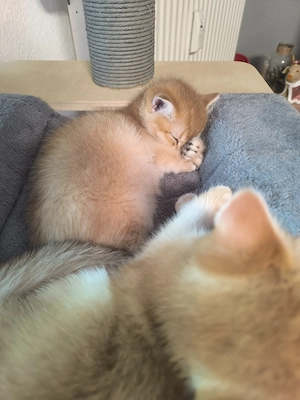 BKH Kitten dürfen Ausziehen