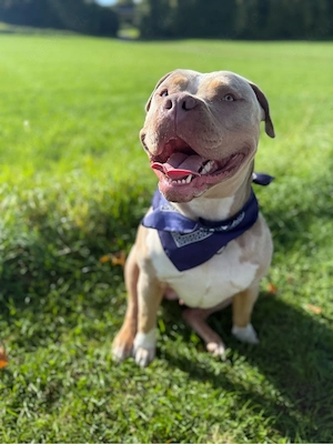 American Bully Xl