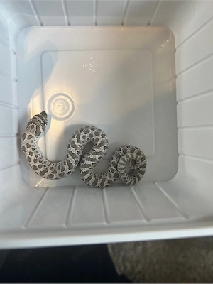 Heterodon nasicus Axanthic het Albino