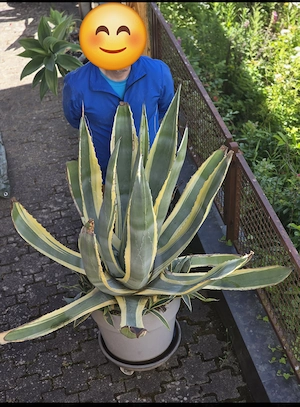 Agave 25 Jahre