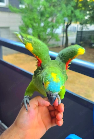 blaustirnamazone handzahm Vogel papagei 
