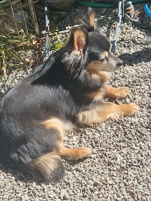 chihua rüde sucht bestplatz