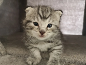 Main Coon BKH Mix Kitten