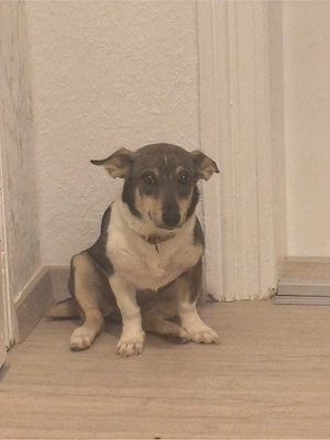gorki-Mix Hündin