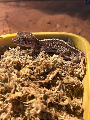 Paroedura picta, Madagaskar Großkopfgecko