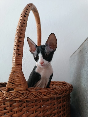 Kanadische Sphynx- Katze (Velours)