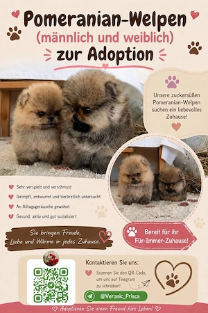 pomeranian zwergspitz mäuschen sucht zuhause