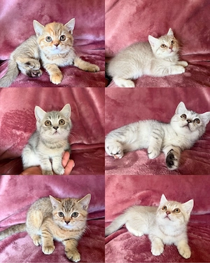 bkh kitten