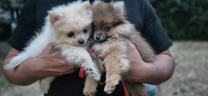 Pomeranian 