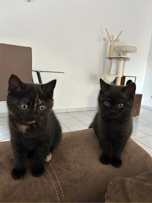 Wunderschöne BKH-Kitten
