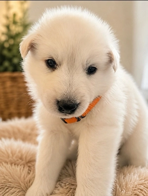 Schweizer Schäferhund Bild 4