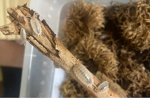 porcellio leavis white 