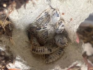 Porcellio laevis "dairy cow"