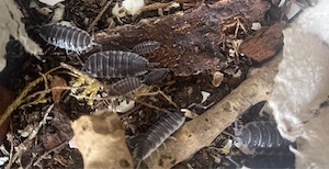 Porcellio hoffmannseggi titanassel