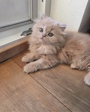 Kleine wunderschöne Babykatze