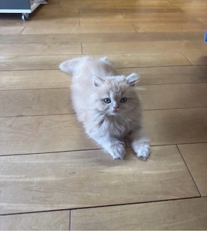 babykatze Rassenkatze Bild 2