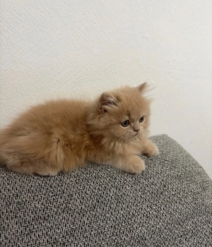 babykatze Rassenkatze Bild 5