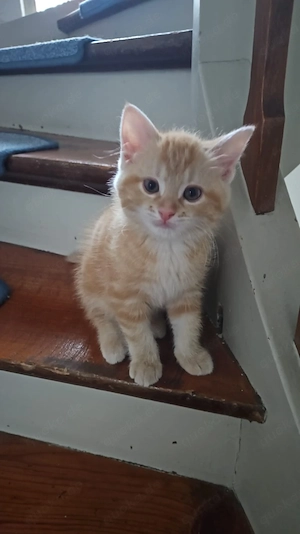 Baby kater sucht neues Zuhause 