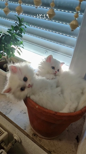    Wunderschöner Britisch-Langhaar-Kater sucht ein liebevolles Zuhause   