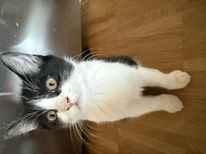 Bkh kitten Mix wunderschön 