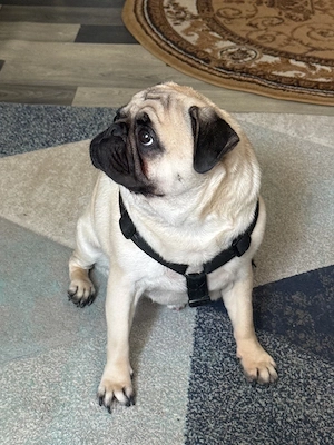 Ich verkaufe einen Mops