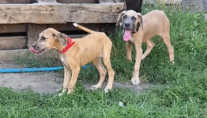 Deutsche Dogge Welpen 