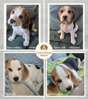 Diese Süßen Beagle Welpen suchen noch ein Zuhause 