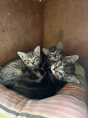 Kätzchen Kitten kleine Katzen