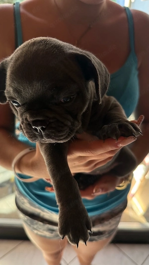 Franzözische Bulldogge Welpen