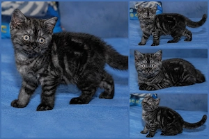 kitten bkh reinrassig Whiskas Marmor tabby Classic  Bild 3