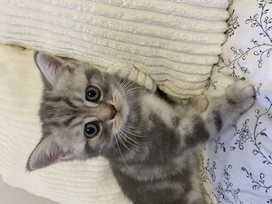 Bkh  Kitten von odded eyed Mutter 