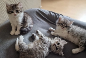 Bezaubernde Britisch Langhaar (BLH) Kitten suchen ein liebevolles Zuhause