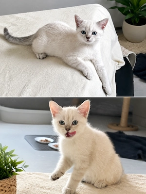 Wunderschöne BKH-Kitten suchen ein liebevolles zuhause