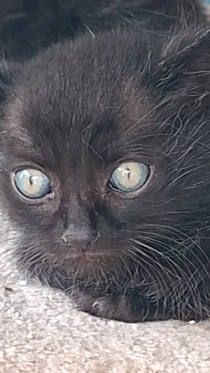 Baby Katzen 