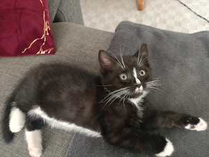 BKH Mix Kitten  Bild 6