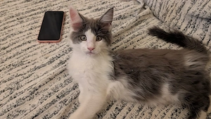 Maine Coon Kater