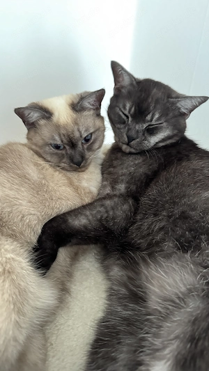 2 wundervolle britisch Kurzhaar Katzen 