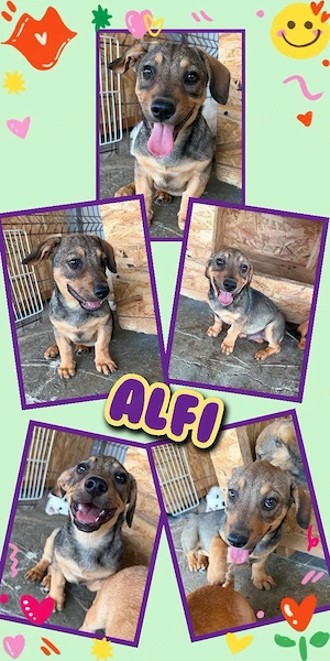 kleiner, bezaubernder Welpenjunge "Alfi" sucht ein liebevolles Zuhause