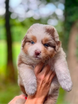 Australian Shepherd Welpen Aussie