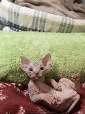 Sphynx katzenbaby 