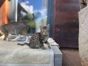 3 EKH-Kitten suchen ein Zuhause